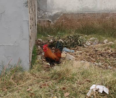Desi Murgha Rooster Home raised.