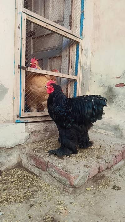 Fancy hens eggs available