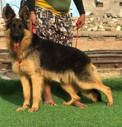 German Shepherd Long Coat  Match  6 months .   for sale cargo pakistan