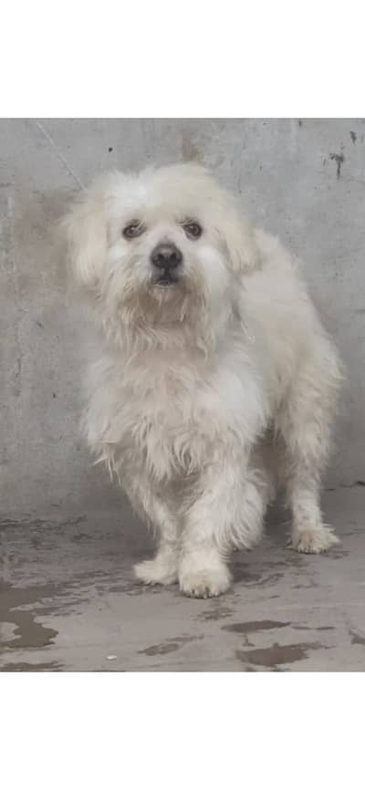 Poodle puppy  | High Quality | Imported poodle dog for sale