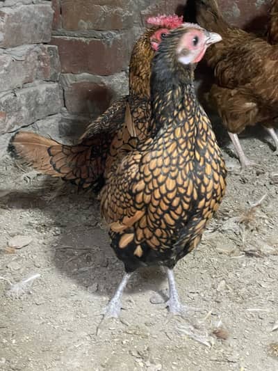 Premium Fertile Eggs & Healthy Baby Chicks for Sale