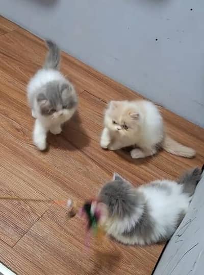 Quality Persian Punch Face Cats & Kittens 03094016734 WhatsApp