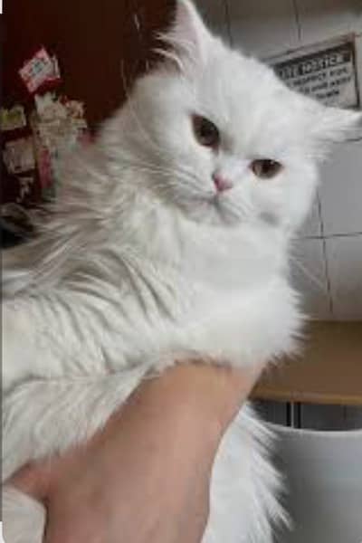 Double coated white Female persian