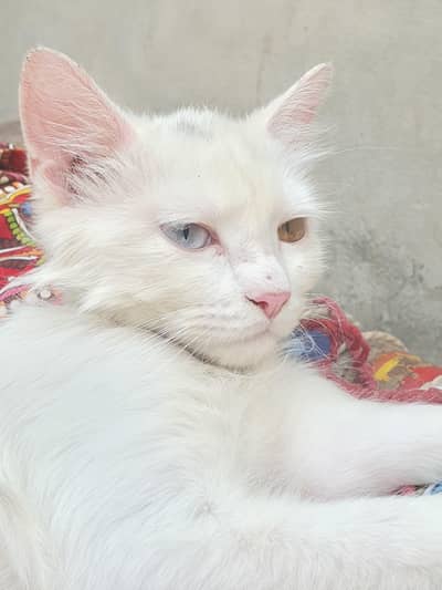 Persian Off White Neutered Tom