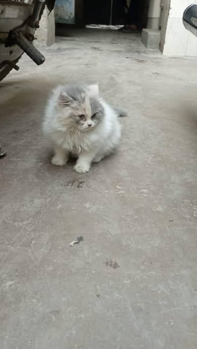 Persian Kitten for sale