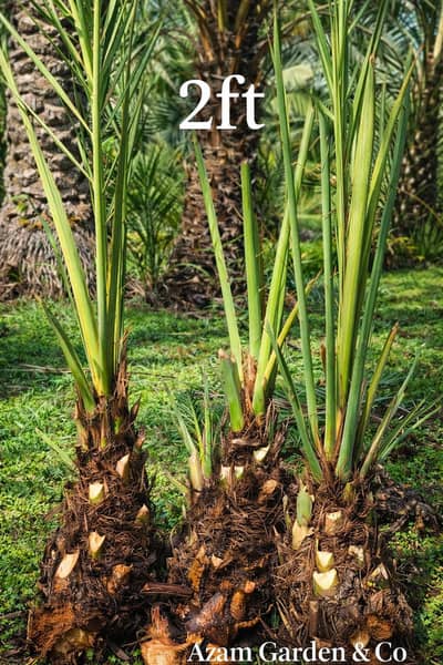 Date Palm Tress Relocation