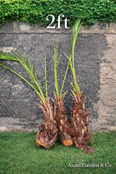 Date Palm Tress Relocation