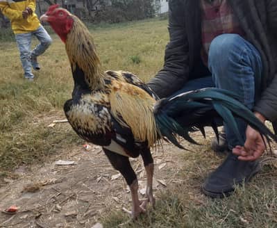 burmi hint cross breeder murga