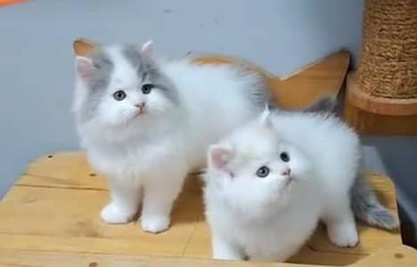 Quality Persian Punch Face Cats & Kittens 03094016734 WhatsApp