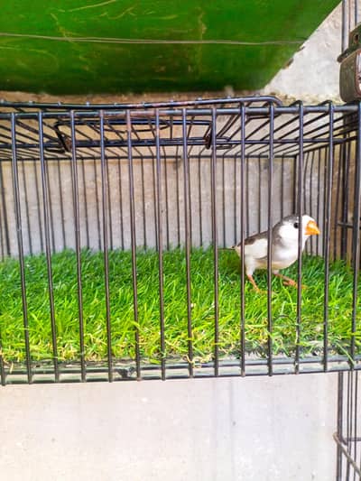 saddleback/pied finches for sale interested person contact