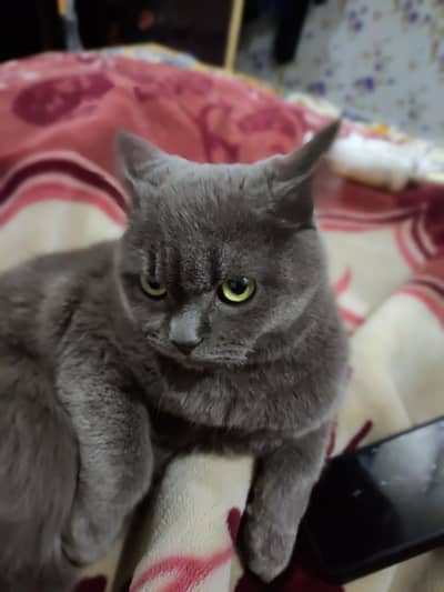 bread British short hai