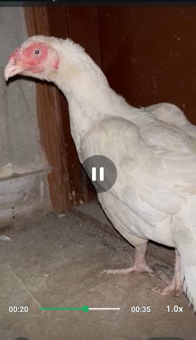 hera aseel 1st breed kar chuki hai