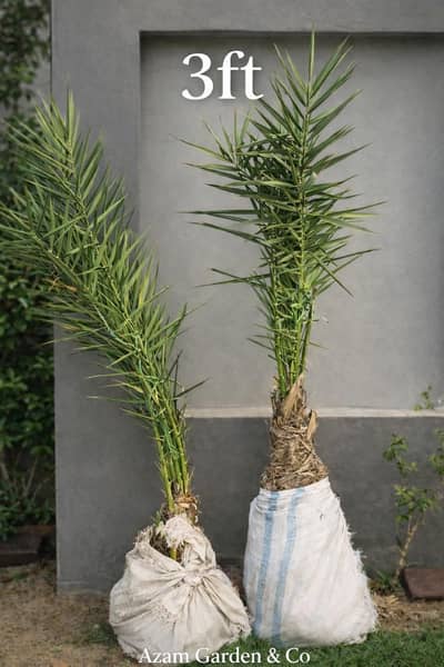 Date Palm Tress Relocation