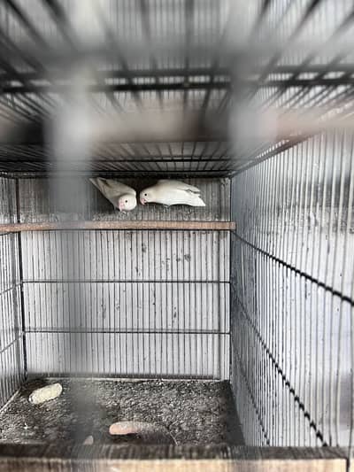 Albainoo Red eyes breeders pairss