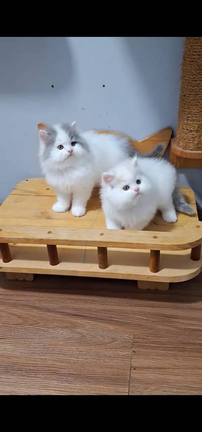 Quality Persian Punch face cat & kitten =03065316938=Whatsapp