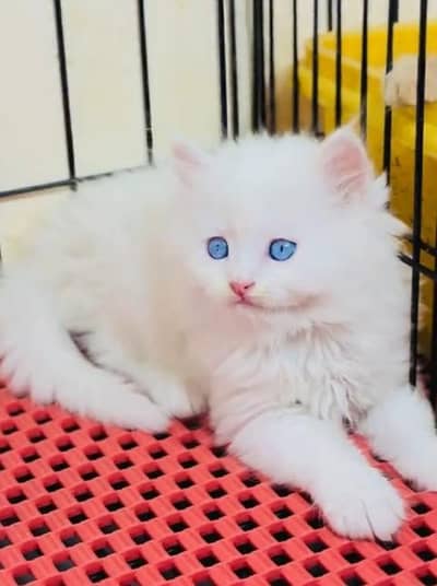 Quality Persian Punch Face Cats & Kittens 03094016734 WhatsApp