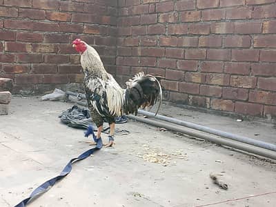 murga ki price 5000 hai or murgi ki price 3000 hai