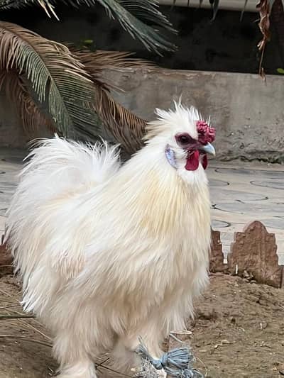 Top quality Silky blue ear pair