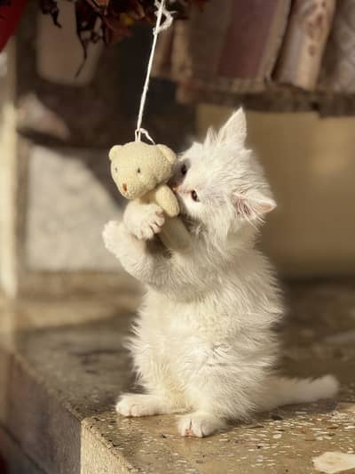 Percian cat tripple coat