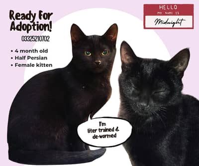 Half Persian, 4 month old kitten. Litter trained. De-wormed