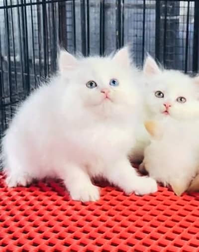 Quality Persian Punch Face Cats & Kittens 03094016734 WhatsApp