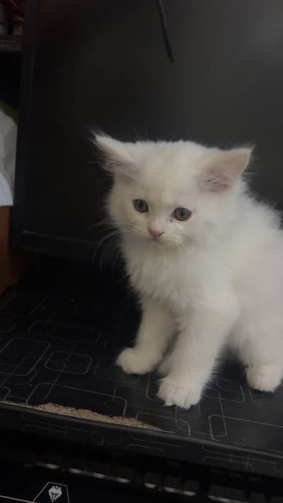 Persian Kitten | White Male Kitten