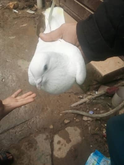 lakhi madi lakhi pigeon | wehshi pigeon Male | Kabootar pair