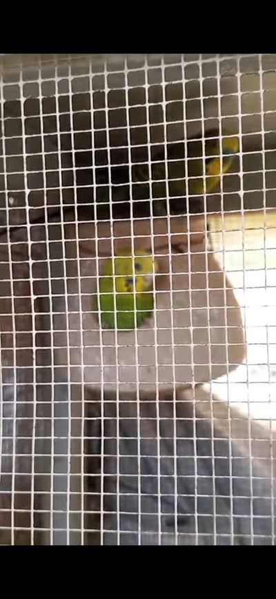budgies birds with wood cage