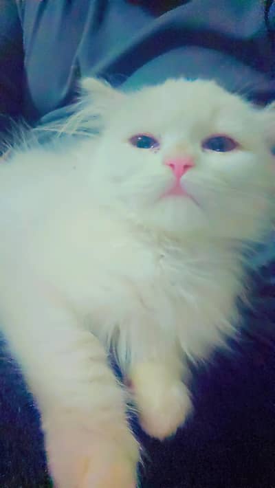 Persian Kitten Tripple coat white for sale