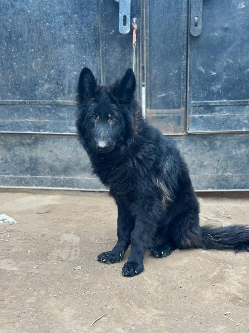 German Shepherd 1
