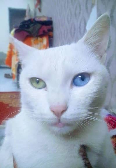 I sel my beautiful White  cat  beautiful eyes