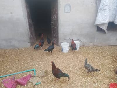 aseel pakistani aseel | thai aseel | desi murghi | lakha aseel