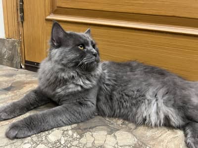 “Well -Socialized Indoor Cats Need a Loving Family “