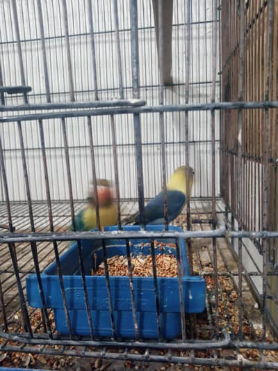 tow love bird pair for sale