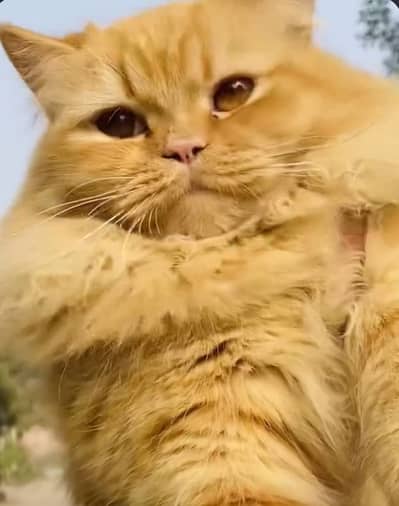 Persian extra long coat male