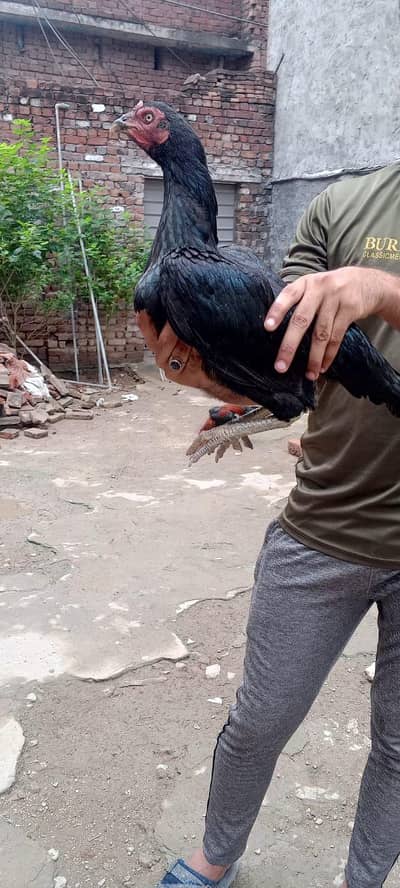 aseel birds for sale