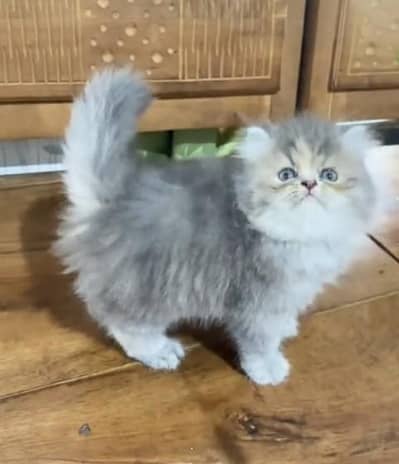 Quality Persian Punch Face Cats & Kittens 03094016734 WhatsApp