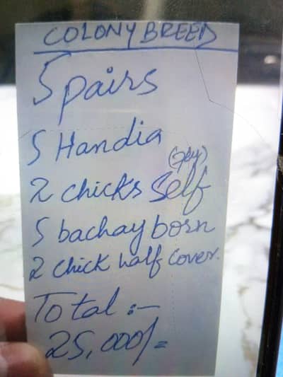 Common Lutino Breeder Pairs