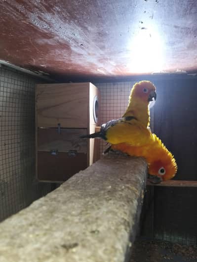 sun conure breeder Pair with 3 egg with box for sale