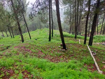 1 Kanal Plot Available For Sale At Khatwal Thandiani Abbottabad