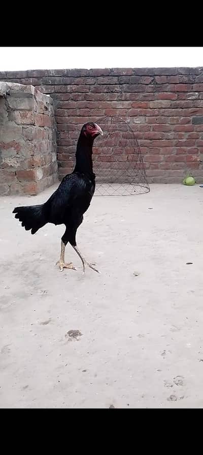 Thai Shamo aseel  03190713196