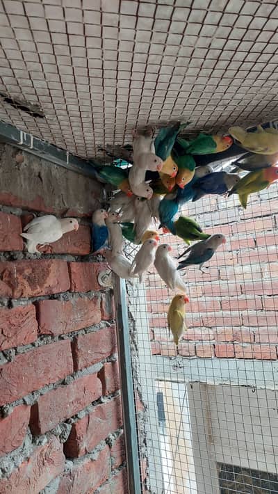 lovebirds colony available