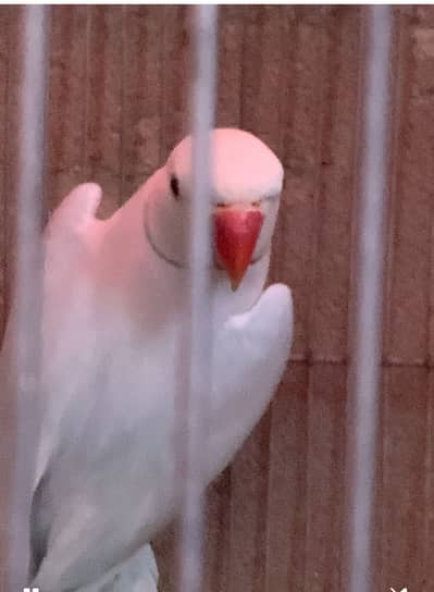 Lacewing blue male avilable