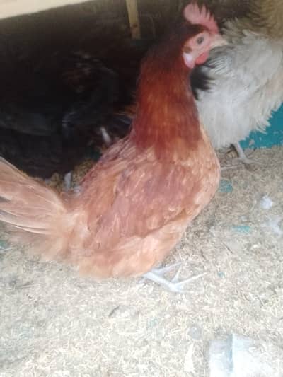 dasi female or male  1 male 3 female