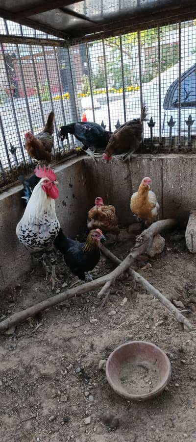 desi aseel and misri hens 6 for sell eggs laying