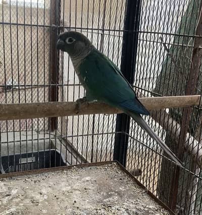 Turquoise Conure
