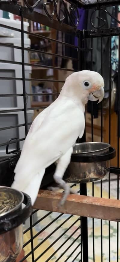 GOFFIN COCKATOO