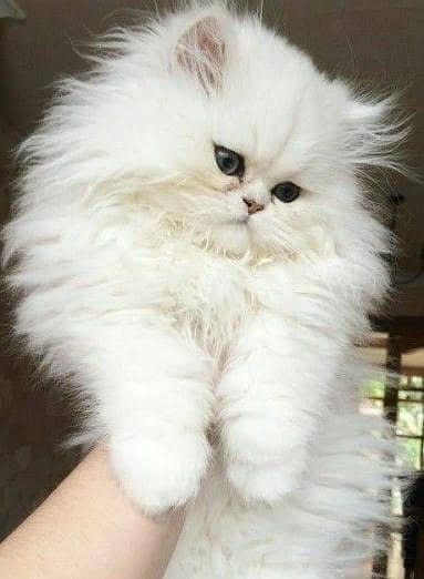 PERSIAN CUTE PLAYFUL KITTENS FOR SALE