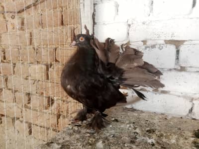 Black Lakky Female pigeon Fancy Kabootar 03431683430