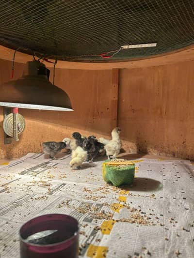 Black White and blue silkie chjcks for sale